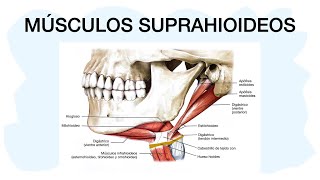 MÚSCULOS SUPRAHIOIDEOS ✅ Anatomía [upl. by Ymmit]