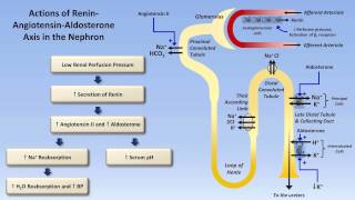 Sodium and Potassium Metabolism Renin Angiotensin Aldosterone and ADH [upl. by Areemas15]