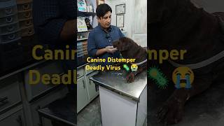 quotDeadly Canine Virus You NEED to Know About 🚨🐾 CanineDistemperquot [upl. by Line]