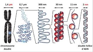 Chromosome ADN gène allèle [upl. by Baalbeer]