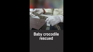 UP Baby gharial crocodile rescued from canal in Gorakhpur  Latest News  UP News [upl. by Suired]