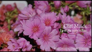 Lewisia cotyledon Cliff Maids [upl. by Elleuqar869]