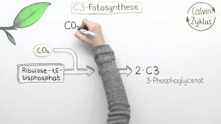 Varianten der Fotosynthese  C4 und CAM  Biologie  Pflanzen und Pilze [upl. by Melnick]