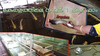 Friends Fish Farm  Keezhillam  Whole sale Fish Farm with Ornamental fishes amp edible fishes seeds [upl. by Karab]