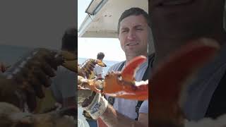 Lobster VS Finger my pet lobster fishing maine lobster [upl. by Janel135]