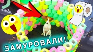 ИГРОВАЯ КОМНАТА  Полоса ПРЕПЯТСТВИЙ ДЛЯ СОБАКИ ИЗ ТУАЛЕТНОЙ БУМАГИ  Elli Di Pets [upl. by Ten]