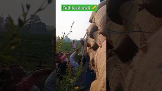 Full load trali fixed agriculture trali farming [upl. by Ahrendt464]