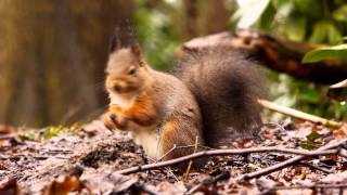 Red Squirrel or Eurasian Red Squirrel Sciurus vulgaris  Eichhörnchen 17 [upl. by Alleunam2]