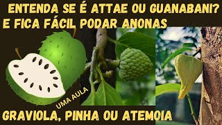 Entenda se é Anona Attae ou Guanabani e fica fácil fazer podas em graviola pinha atemoia etc [upl. by Nurav470]