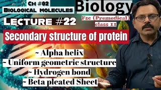 Secondary Structure of Protein  Alpha helix  beta pleated sheet Biology class 11 Ch 02 UrduHindi [upl. by Range821]