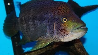 Very Aggressive Fish  The Growing Pains of keeping a Wolf Cichlid quotParachromis doviiquot [upl. by Griff]