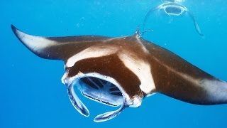 No Strain No Gain Filter Feeding Mantas [upl. by Ymas]