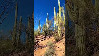 Saguaro National Park 19 highlight [upl. by Royo]