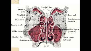 4 Nose Nasal cavity amp Paranasal sinuses [upl. by Nhtanhoj]