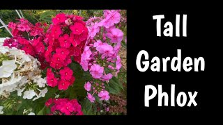 Tall Garden Phlox a brief look at a MidJune Garden star [upl. by Hpejsoj802]