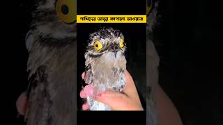 এই পাখিদের থেকে সাবধান  Dangerous birds facts unknownfacts factsbangla shorts [upl. by Annej346]