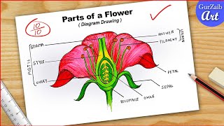 How To Draw Parts of Flower Diagram CBSE  Labelled Longitudinal Section Of Flower  easy [upl. by Llemij]