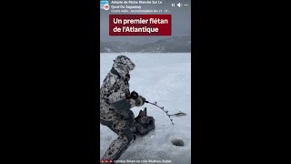 VIDÉOJOURNAL  22 janvier  le premier flétan de l’Atlantique de la saison [upl. by Ffilc]