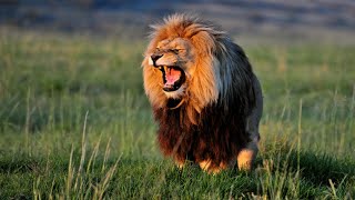 Lion Documentary  Rise of Luangwa Lion Pride Africa  Wild Planet [upl. by Cirde]