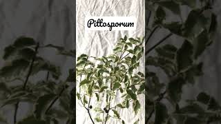 Pittosporum Silver Queen [upl. by Billi]