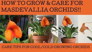 How to grow and care for masdevallia orchids [upl. by Anaitak19]