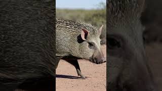 Collared Peccary  A Closer Look at Arizona’s Wild Boar discovery [upl. by Mira]