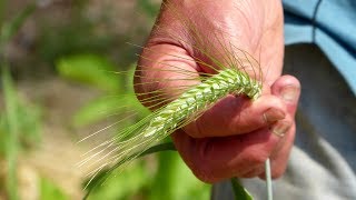 Ancient Grains Growing Heritage Grains in Gardens and Small Farms [upl. by Leiser]