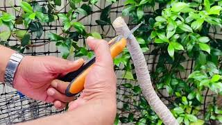 How to propagate Dracaena Marginata  Stem Cuttings of Dracaena Black Knight Plant of the Week [upl. by Wilder]