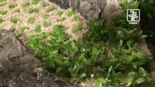 The advanced plant aquarium Tropica Aquarium Plants [upl. by Lebiram]