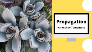 Propagation  Kalanchoe TomentosaPanda PlantComment bouturer le Kalanchoé [upl. by Paapanen893]