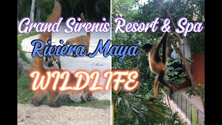 Grand Sirenis Riviera Maya Resort Wildlife TravelWorldExperiences [upl. by Norda285]