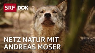 Wölfe in der Schweiz  Wer ist der Wolf  NETZ NATUR mit Andreas Moser  DOK  SRF Wissen [upl. by Ramin267]