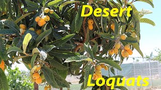 THE Key to Loquats in the Desert  Growing Loquats in AZ [upl. by Terrel]