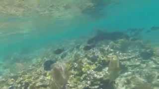 School of Blue Tangs SilkQueen Caye Belize [upl. by Lednik]