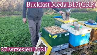 Buckfast Meda matka pszczela B20GRP dużo miodu wysoka odporność  pawluknetpl  matki pszczele [upl. by Birecree]