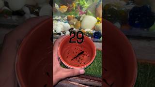 Molly giving birth aquarium guppy petfish petsvlog shortvlog guppybreeding mollyfry guppyfry [upl. by Osswald]