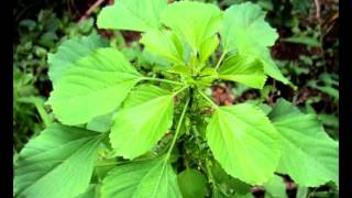 Health Benefits of Indian Acalypha [upl. by Mahmud214]