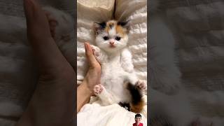 Cute kitten pets cat kitten cute cutecat pets funny [upl. by Nevram]