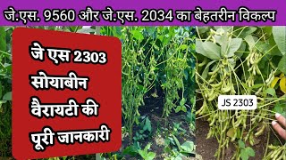 Js 2303 Soybean Variety  जे एस 2303 वैरायटी  Soybean New Variety Js 2303 [upl. by Yelreveb]