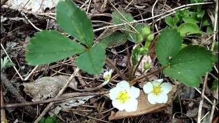 MyNature Apps Identifying Wild Strawberry Fragaria virginiana [upl. by Ellesor]