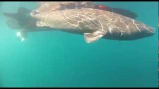 DANA Greenland Shark Cruise 2012 Trailer [upl. by Ritchie235]