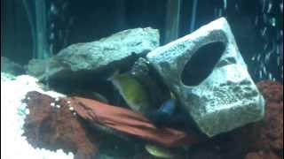 Haplochromis species 44 breeding [upl. by Asp]