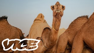 Camel Racing in Saudi Arabia A Million Dollar Industry [upl. by Gibrian]