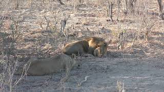 08102024 Hwange NP Main camp area lion couple 4 [upl. by Samal39]