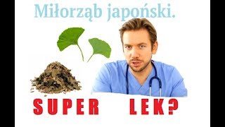 Miłorząb japoński Super lek  miłorząb lekiziołowe [upl. by Malamut986]