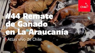 44 Remate de ganado en La Araucanía  Atlas Vivo de Chile [upl. by Ennyroc]