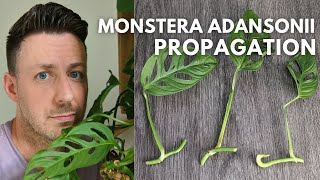 How to Propagate Monstera Adansonii Swiss Cheese Vine houseplant monstera propagation [upl. by Yenrab]