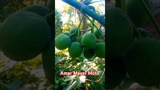 Amar Mayer Moto Sundar nai [upl. by Ibrahim]