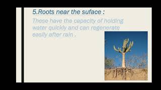 Xerophytic Plants and Animals  Class 12 Biology [upl. by Lally149]