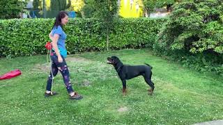 Rottweiler training  hand signals  Anaconda v Schwarzerwald  15 months old [upl. by Haletky]